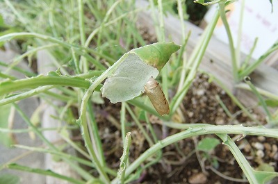 DSCF4579.jpg
