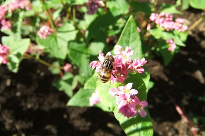 DSCF4605.jpg