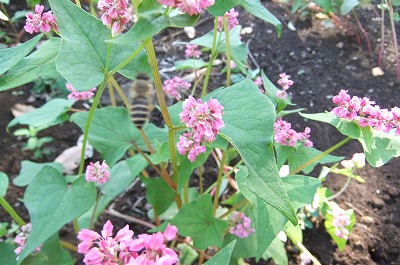 DSCF4610.jpg