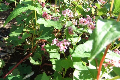 DSCF4623.jpg