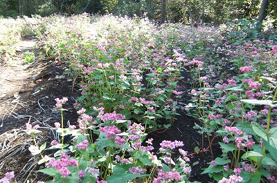 DSCF4634.jpg