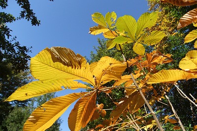 DSCF4645.jpg