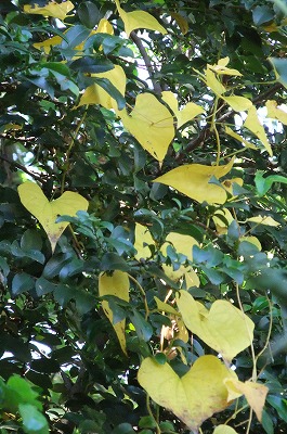 DSCF4649.jpg