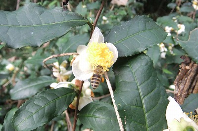 みつばちの好きな花 蜜源 花粉源植物 2 花を増やそう みつばち百花