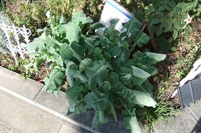 DSCF4853.jpg