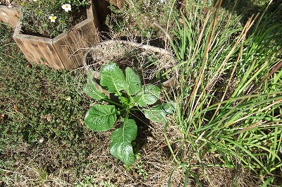 DSCF4855.jpg