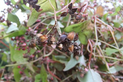 DSCF4889.jpg