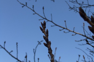 DSCF5017.jpg
