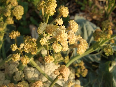 DSCF5076.jpg