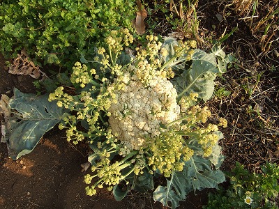 DSCF5077.jpg