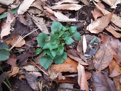 DSCF5256.jpg