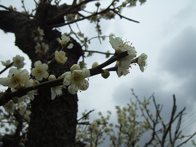 DSCF5265.jpg