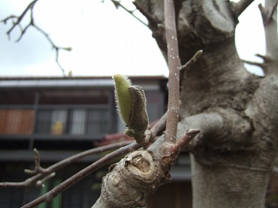 DSCF5266.jpg
