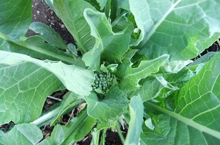 DSCF5550.jpg
