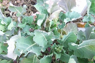 DSCF5551.jpg