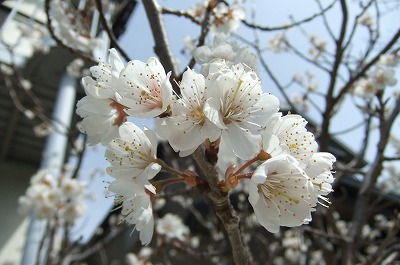 DSCF5720.jpg