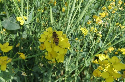 DSCF6147.jpg