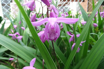DSCF6707.jpg