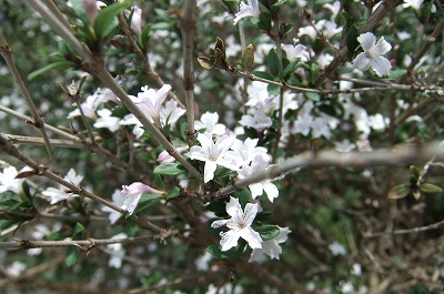 DSCF6717.jpg