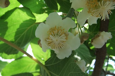 DSCF6769.jpg