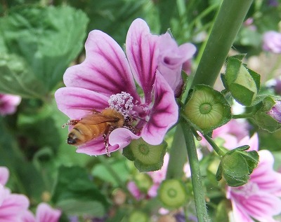 DSCF6810s.jpg