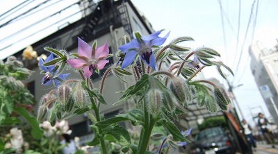 DSCF6914.jpg