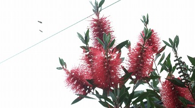 DSCF6930.jpg