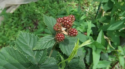 DSCF7340.jpg