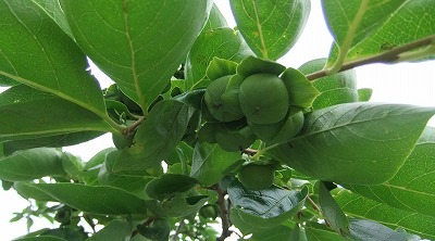 DSCF7345.jpg