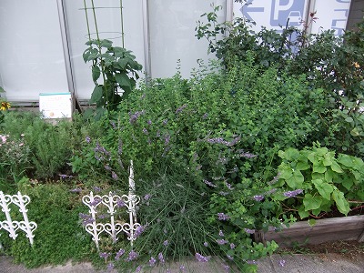 DSCF7369.jpg