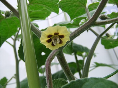 DSCF7378.jpg