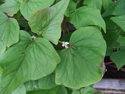 DSCF7385.jpg