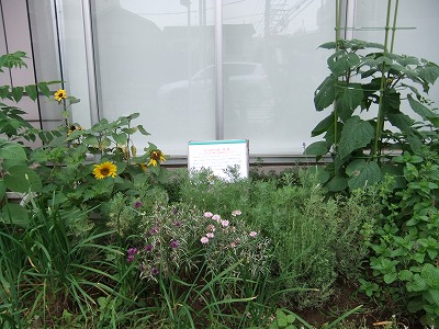 DSCF7389.jpg