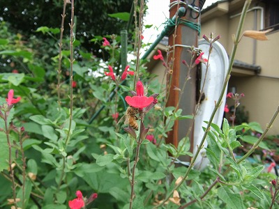 DSCF7417.jpg