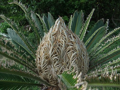 DSCF7691.jpg