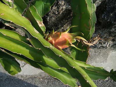 DSCF7693.jpg