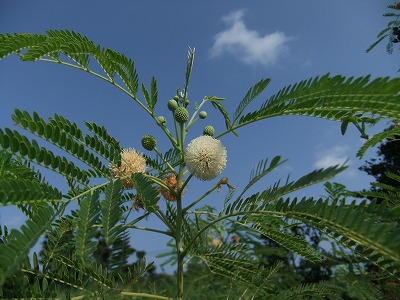 DSCF7727.jpg