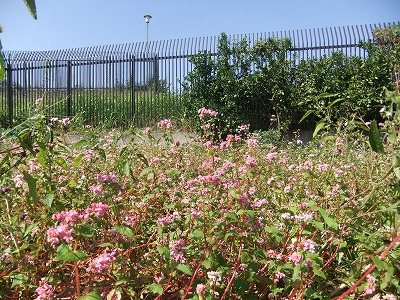 DSCF8169.jpg