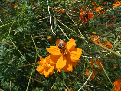 DSCF8185.jpg