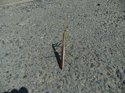 DSCF8195.jpg