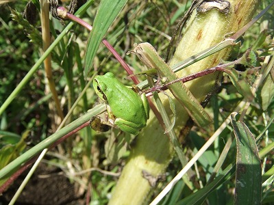 DSCF8202.jpg
