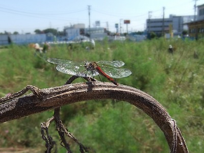 DSCF8226.jpg