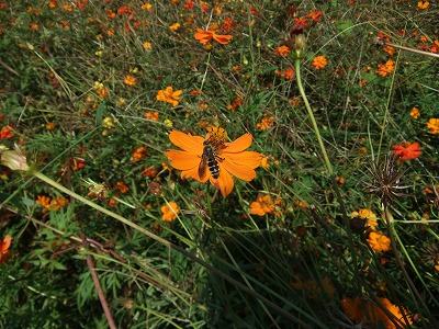 DSCF8232.jpg