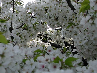 DSCN4560.jpg
