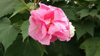 DSC_1434.jpg