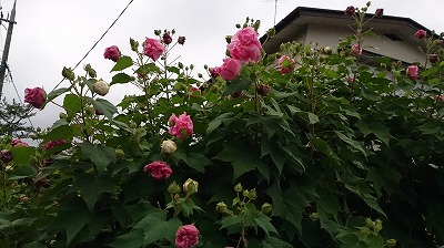 DSC_1435.jpg