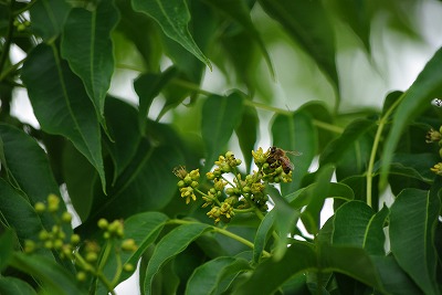 IMGP3510.jpg