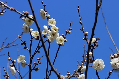 IMG_1310.jpg