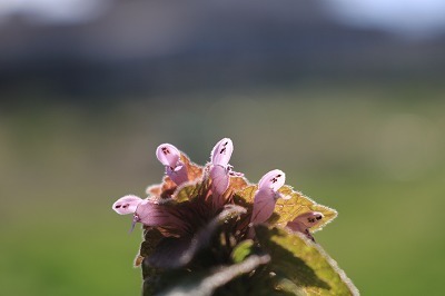 IMG_3987.jpg