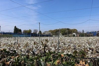 IMG_4677.jpg